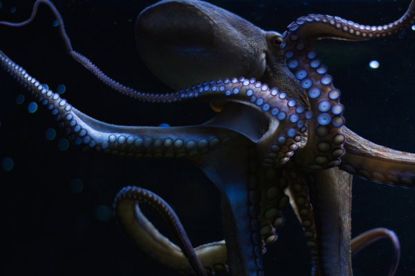 Kraken вывод денег